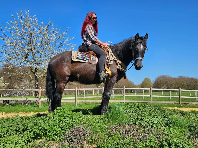 Kuc Merens Mix Wałach 4 lat 155 cm Kara in Linkenbach
