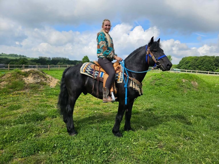 Kuc Merens Wałach 6 lat 151 cm Kara in Linkenbach
