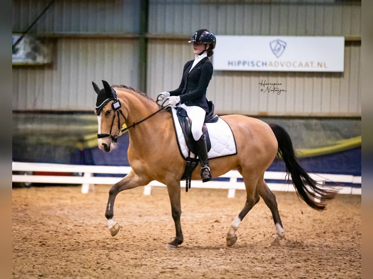 Kuc New Forest Klacz 10 lat 147 cm Jelenia in Didam