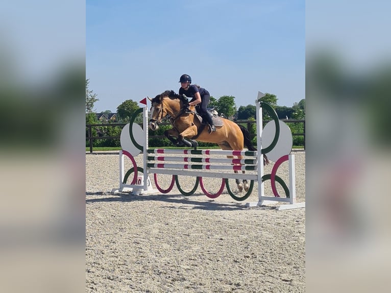 Kuc New Forest Klacz 10 lat 147 cm Jelenia in Didam