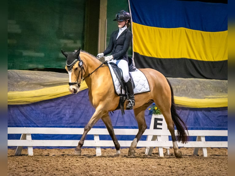 Kuc New Forest Klacz 10 lat 147 cm Jelenia in Didam