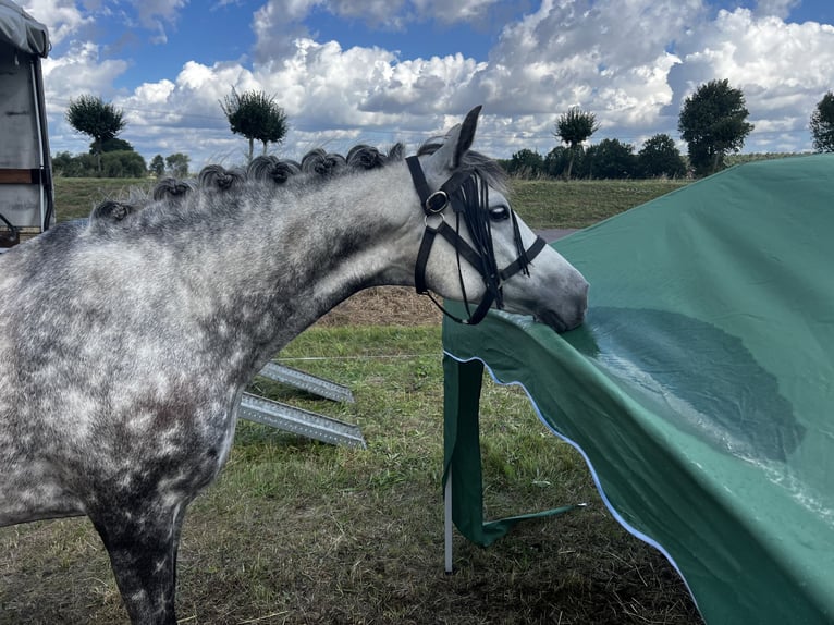 Kuc New Forest Klacz 11 lat 143 cm Siwa jabłkowita in Staßfurt