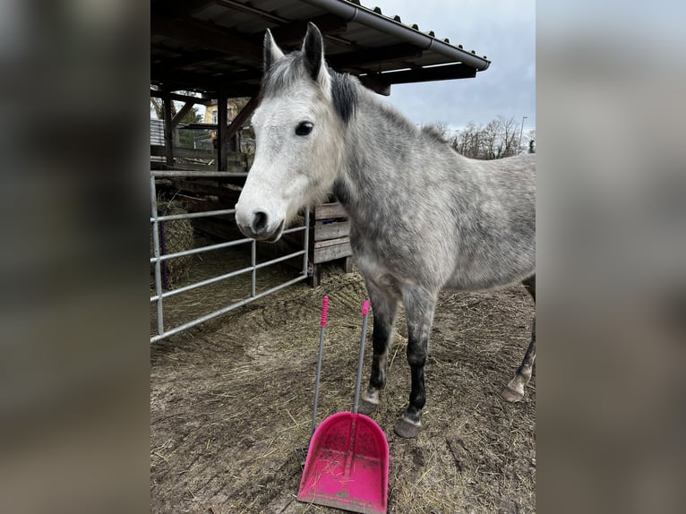 Kuc New Forest Klacz 11 lat 143 cm Siwa jabłkowita in Staßfurt