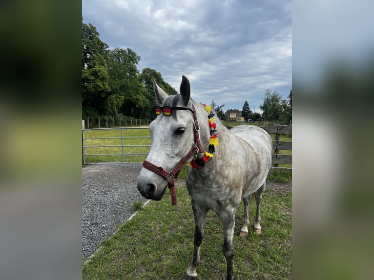 Kuc New Forest Klacz 11 lat 143 cm Siwa jabłkowita in Staßfurt