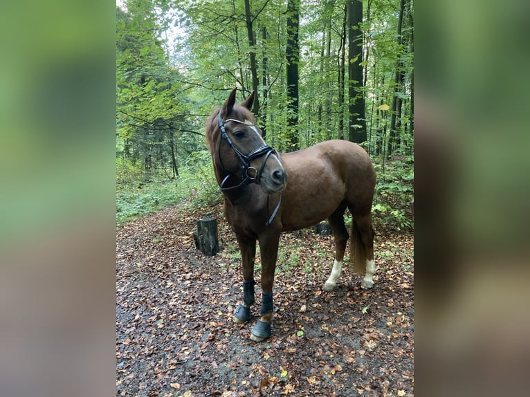 Kuc New Forest Klacz 11 lat 152 cm Ciemnokasztanowata in Dortmund