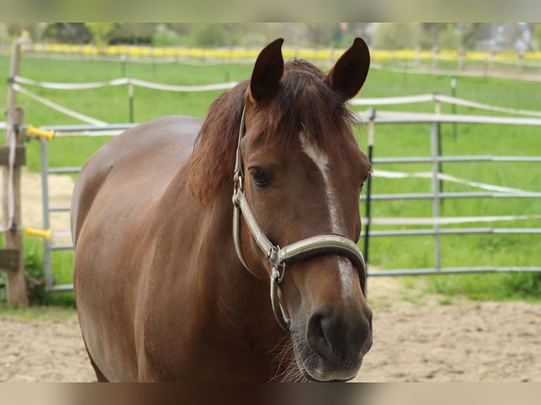 Kuc New Forest Klacz 11 lat 152 cm Ciemnokasztanowata in Dortmund