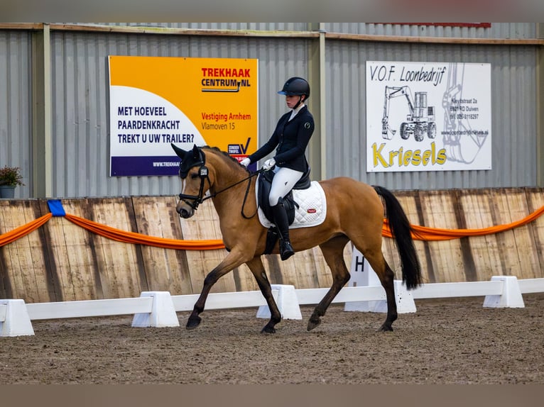 Kuc New Forest Klacz 13 lat 148 cm Jasnogniada in Barneveld