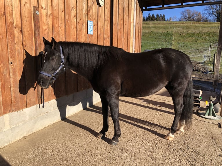 Kuc New Forest Klacz 15 lat 148 cm Ciemnokasztanowata in K&#xF6;nigsdorf/H&#xF6;fen