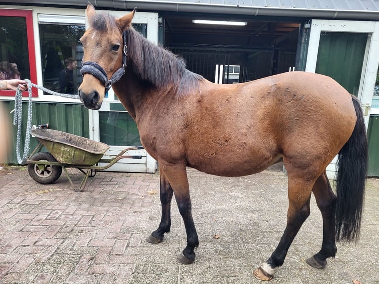 Kuc New Forest Klacz 17 lat 140 cm Gniada in Harderwijk