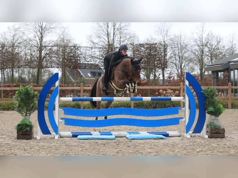 Kuc New Forest Klacz 17 lat 147 cm Gniada in Oost West en Middelbeers