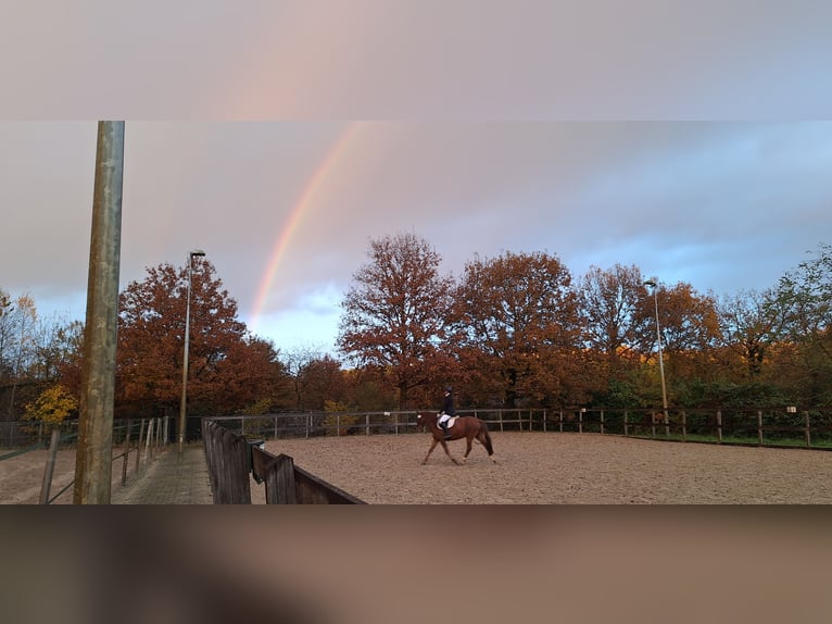 Kuc New Forest Klacz 17 lat 147 cm Kasztanowata in Nieuwegein