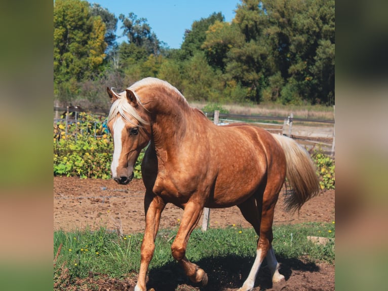 Kuc New Forest Mix Klacz 1 Rok 148 cm Kasztanowata in Belvézet