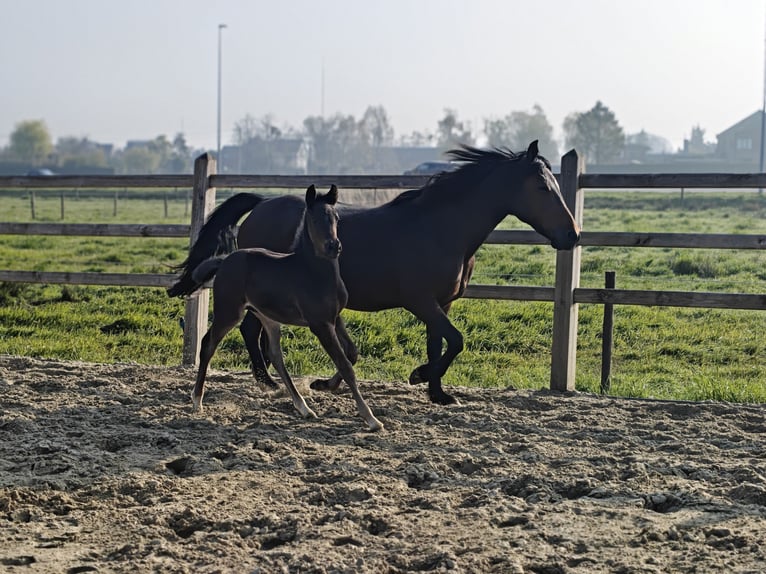 Kuc New Forest Klacz 20 lat 147 cm Gniada in Willebroek