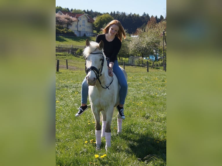 Kuc New Forest Mix Klacz 21 lat 135 cm Tobiano wszelkich maści in Ried