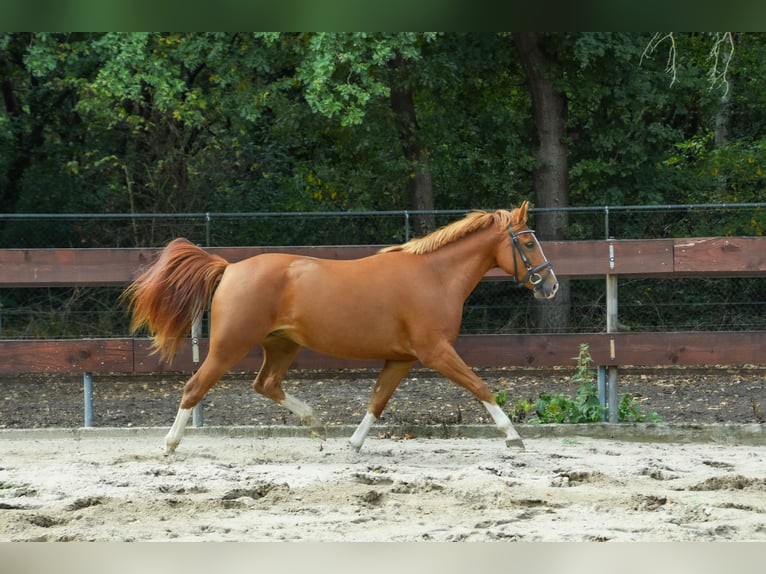 Kuc New Forest Klacz 2 lat 135 cm in Nistelrode