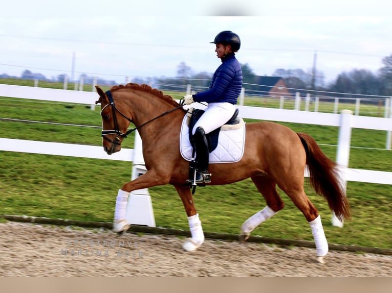 Kuc New Forest Klacz 8 lat 147 cm Kasztanowata in Recke, bei Osnabrück