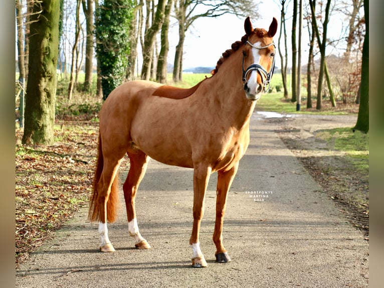 Kuc New Forest Klacz 8 lat 147 cm Kasztanowata in Recke, bei Osnabr&#xFC;ck