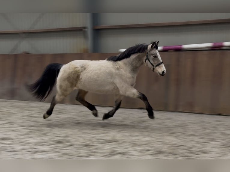 Kuc New Forest Klacz 9 lat 146 cm Bułana in Zieuwent