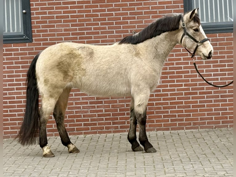 Kuc New Forest Klacz 9 lat 146 cm Bułana in Zieuwent