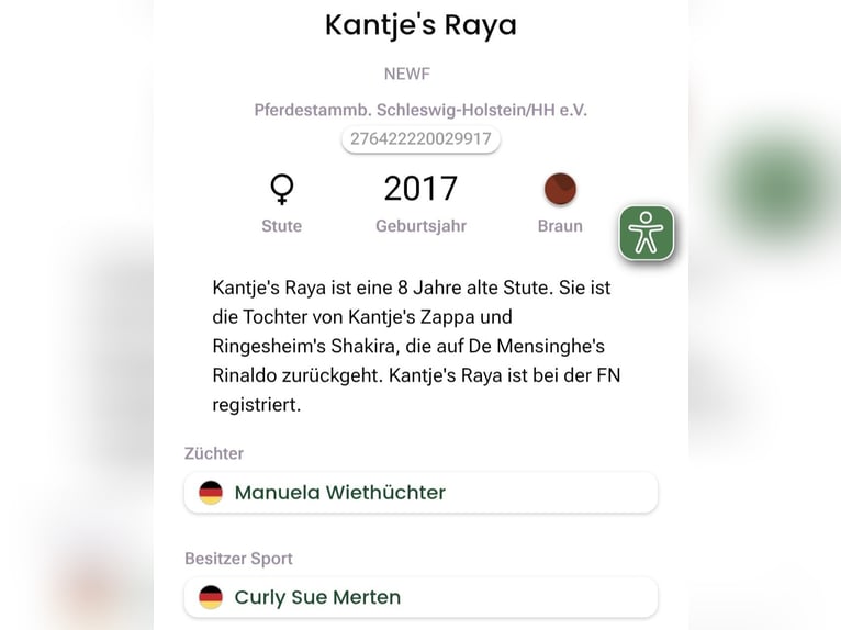 Kuc New Forest Klacz 9 lat 152 cm Gniada in Zülow