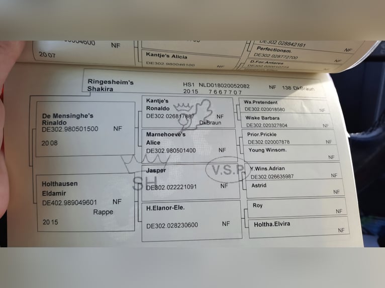 Kuc New Forest Klacz 9 lat 152 cm Gniada in Zülow