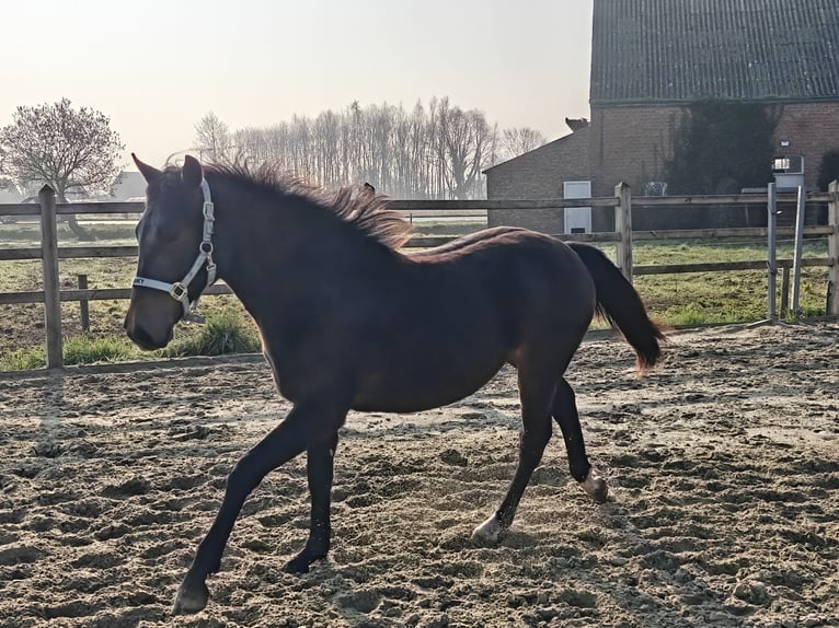 Kuc New Forest Ogier 1 Rok 148 cm Ciemnogniada in Willebroek