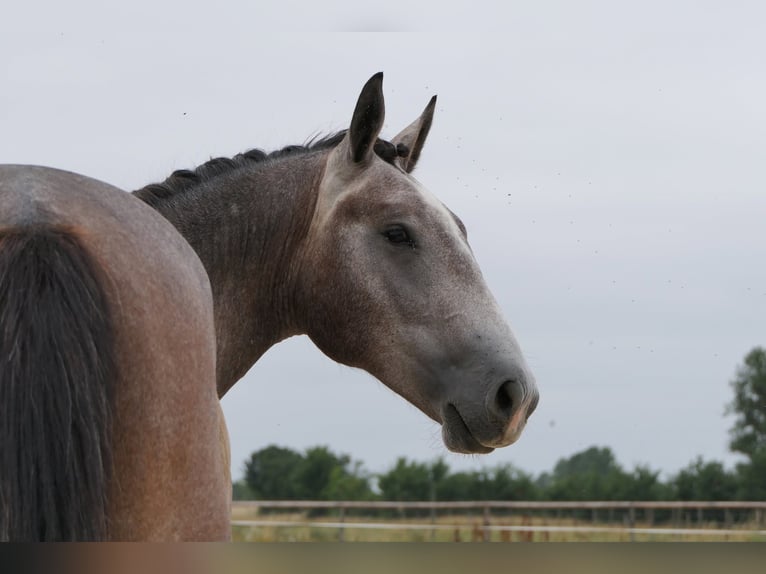 Kuc New Forest Mix Ogier 2 lat 155 cm Siwa in Mas-Grenier