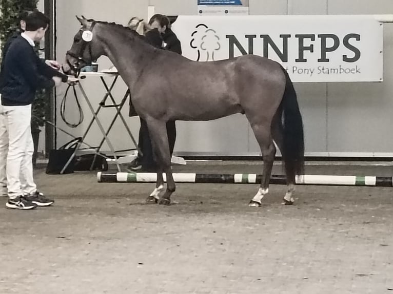 Kuc New Forest Ogier 3 lat 136 cm Jelenia in Lochem
