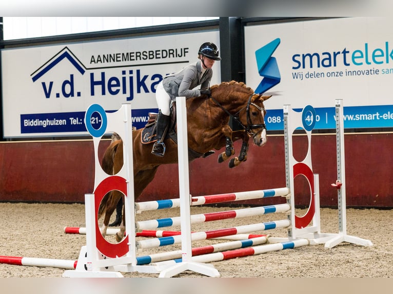 Kuc New Forest Ogier 4 lat 145 cm Kasztanowata in Donkerbroek