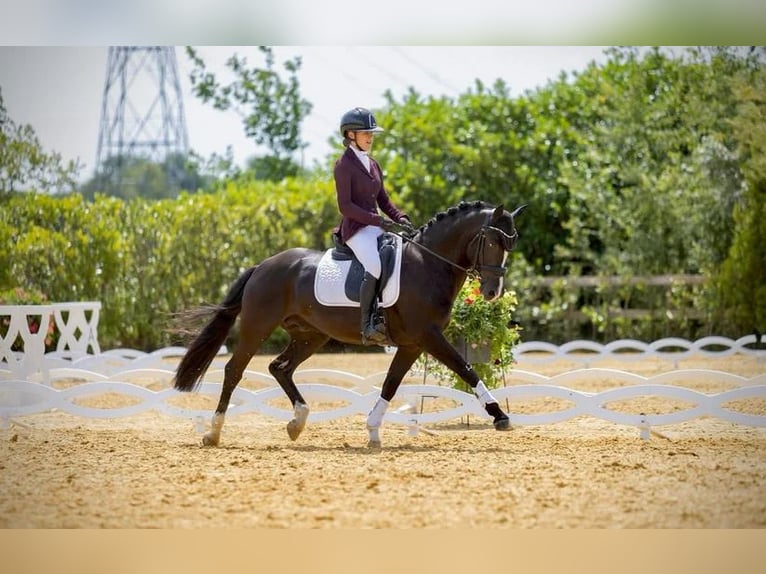 Kuc New Forest Ogier 8 lat 146 cm Kara in Holten