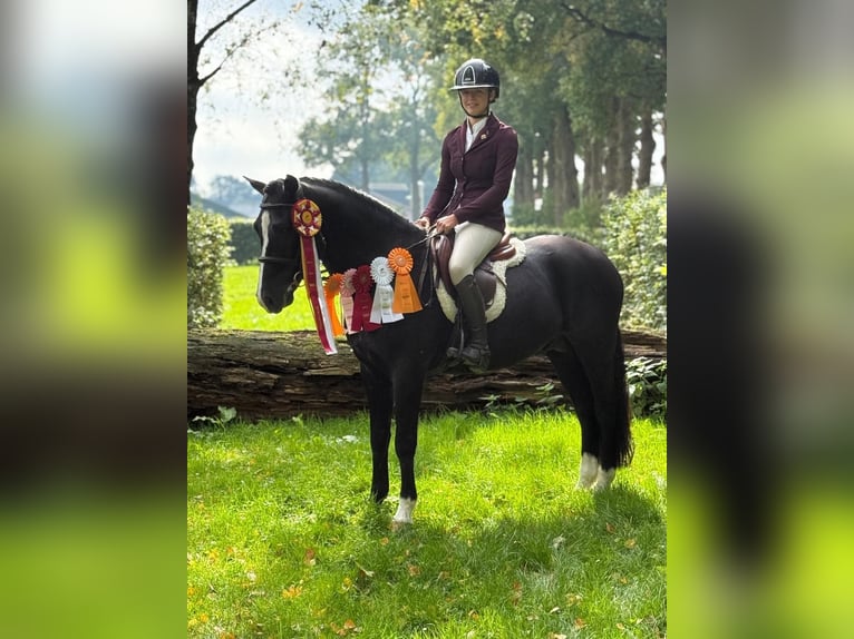 Kuc New Forest Ogier 8 lat 146 cm Kara in Holten