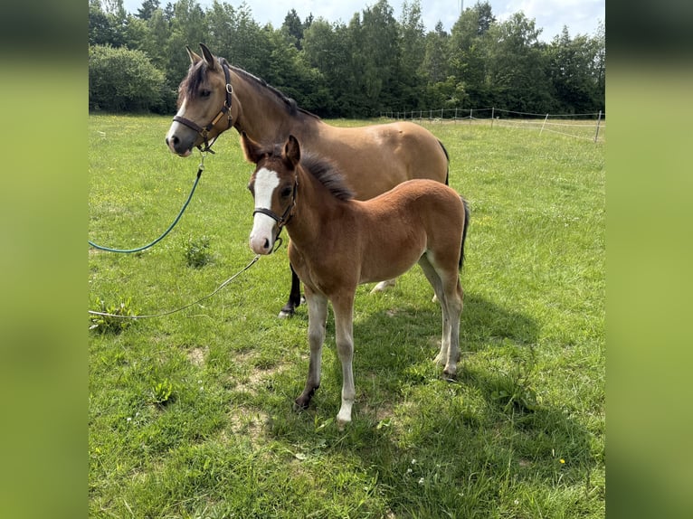 Kuc New Forest Ogier  in Heinzenbach