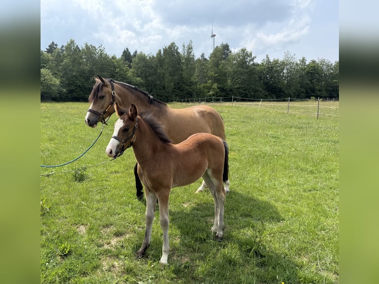 Kuc New Forest Ogier  in Heinzenbach