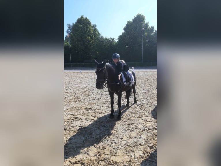 Kuc New Forest Wałach 10 lat 147 cm Kara in Meitingen