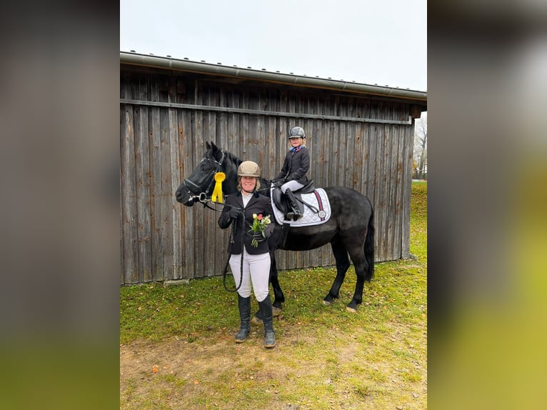 Kuc New Forest Wałach 10 lat 147 cm Kara in Meitingen