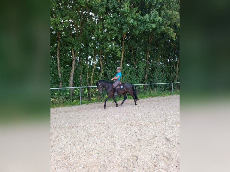 Kuc New Forest Wałach 10 lat 147 cm Kara in Meitingen