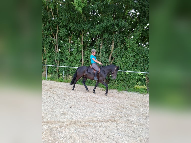 Kuc New Forest Wałach 10 lat 147 cm Kara in Meitingen