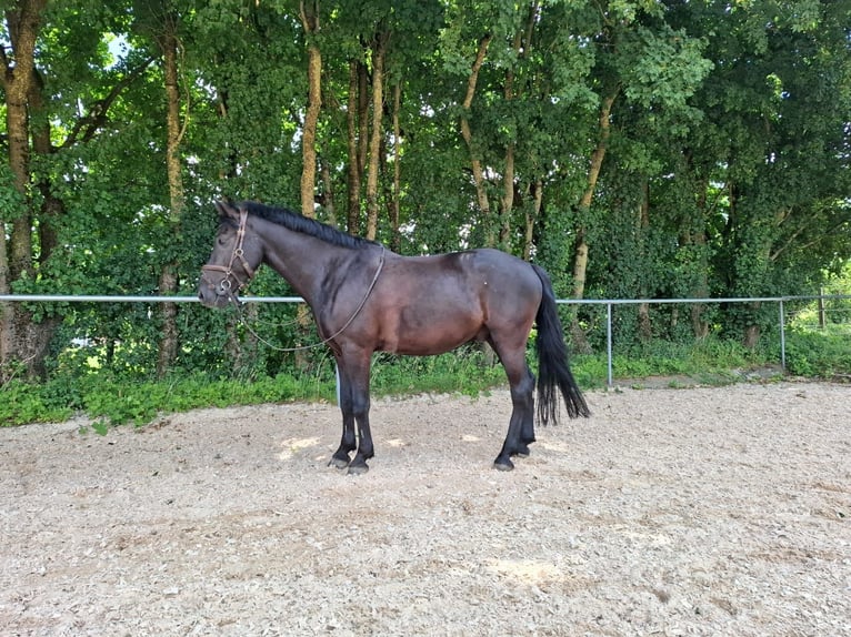 Kuc New Forest Wałach 10 lat 147 cm Kara in Meitingen
