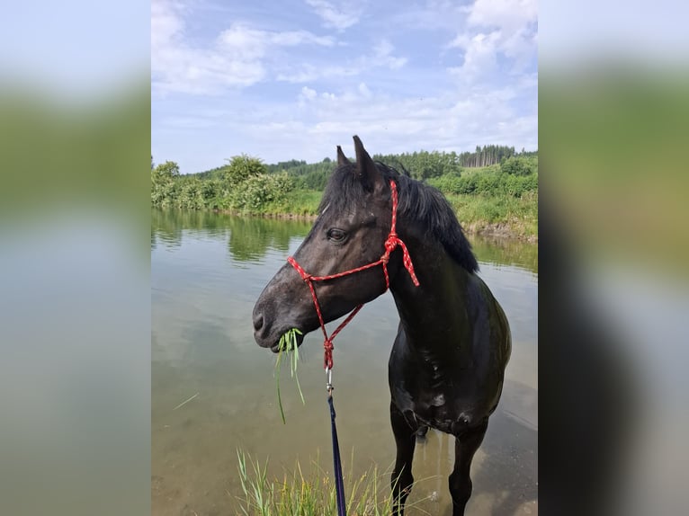 Kuc New Forest Wałach 10 lat 147 cm Kara in Meitingen