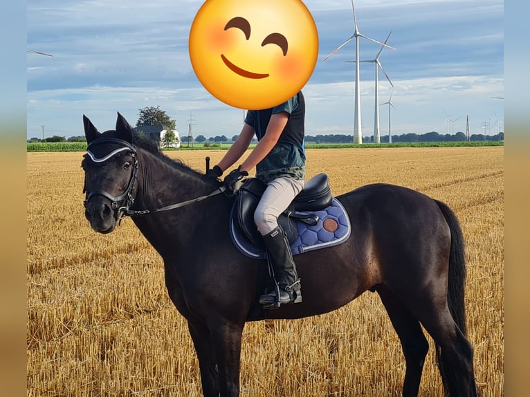 Kuc New Forest Wałach 11 lat 128 cm Kara in Uedem