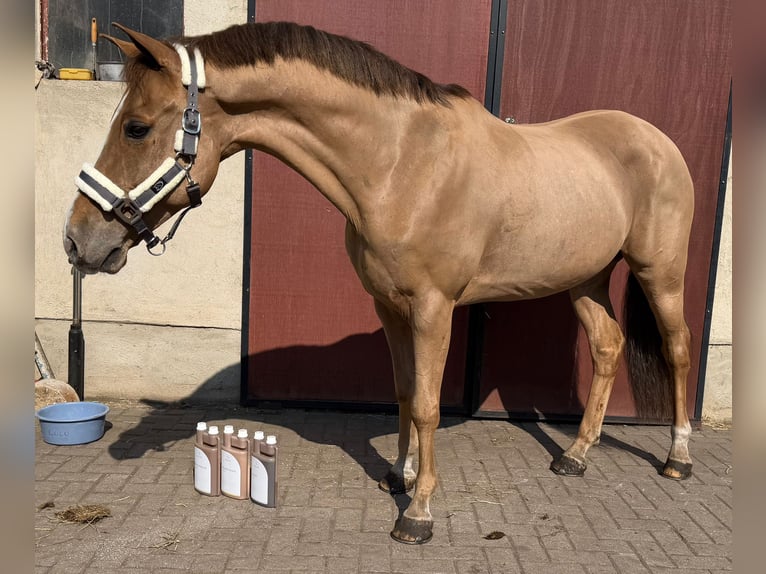 Kuc New Forest Wałach 13 lat 147 cm Kasztanowata in Bonitz