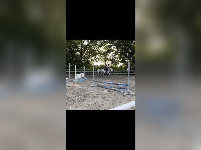 Kuc New Forest Wałach 14 lat 142 cm Siwa w hreczce in Lastrup