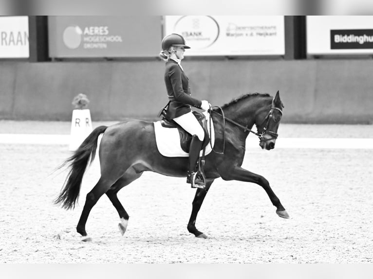 Kuc New Forest Wałach 14 lat 144 cm Ciemnogniada in Nieuw-Vennep