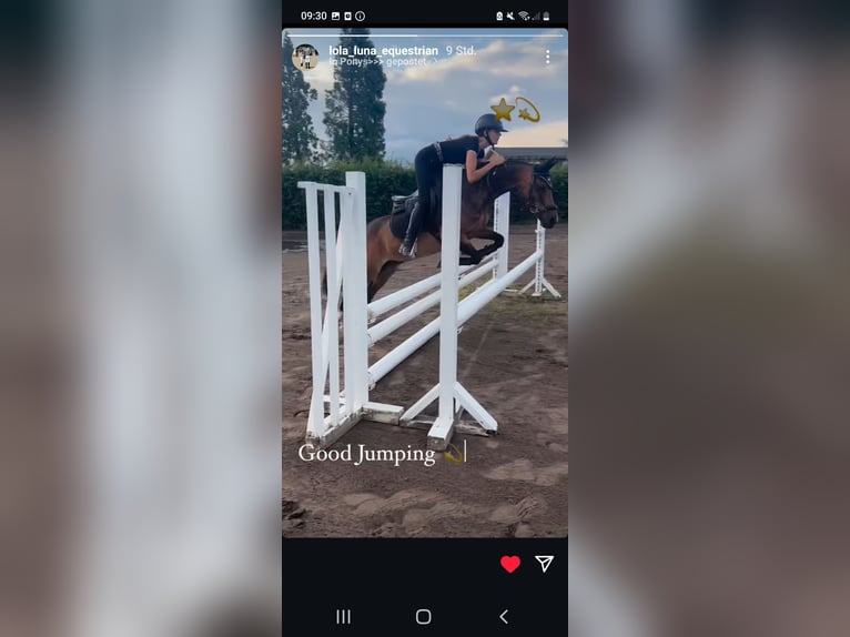 Kuc New Forest Wałach 15 lat 140 cm Gniada in Bakum