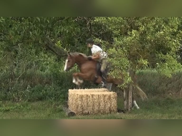 Kuc New Forest Wałach 15 lat 146 cm Kasztanowata in Altenmarkt