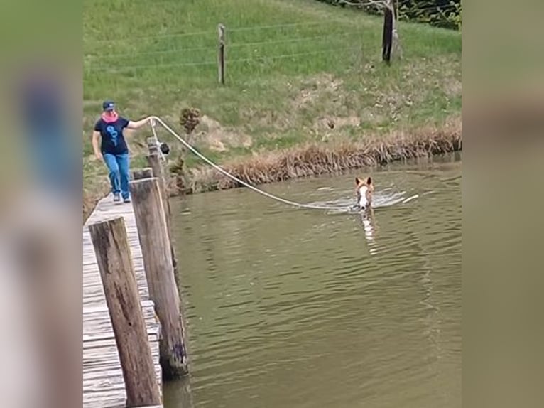 Kuc New Forest Wałach 15 lat 146 cm Kasztanowata in Altenmarkt