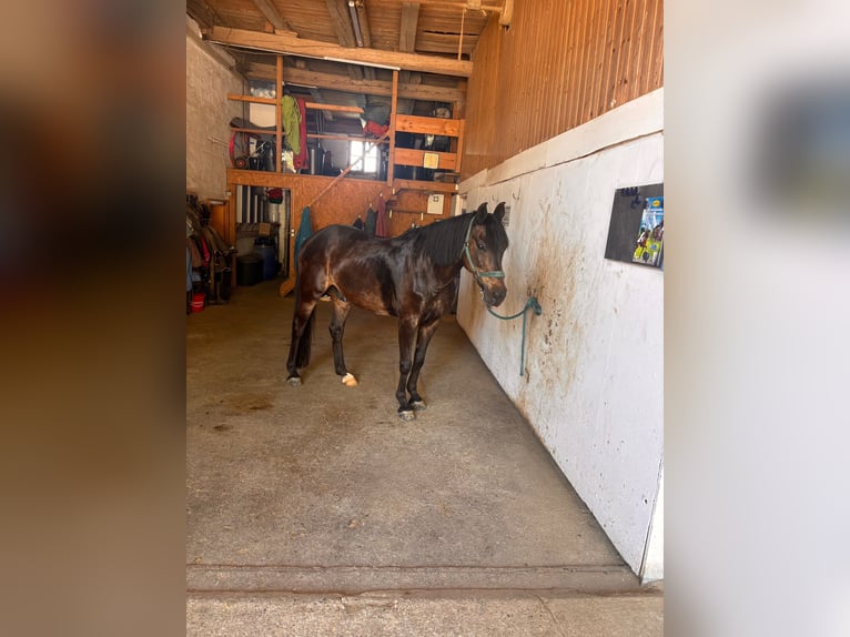 Kuc New Forest Wałach 15 lat 147 cm Ciemnogniada in Memmingen