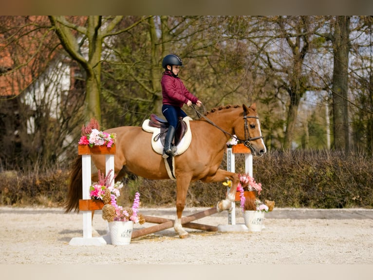 Kuc New Forest Wałach 17 lat 147 cm Kasztanowata in Kicin