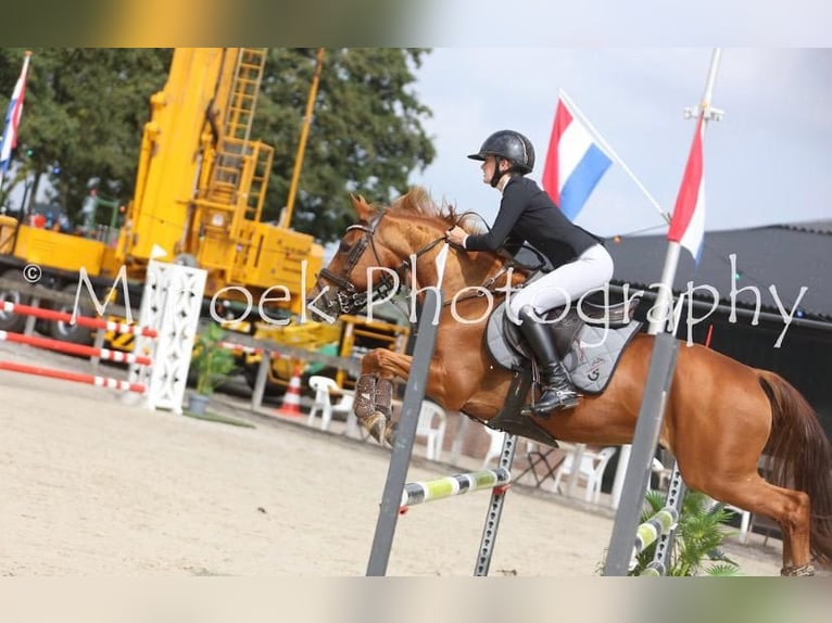 Kuc New Forest Wałach 18 lat 148 cm Kasztanowata in Otterlo