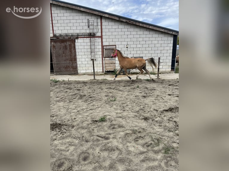 Kuc New Forest Wałach 3 lat 150 cm Kasztanowata in Biervliet